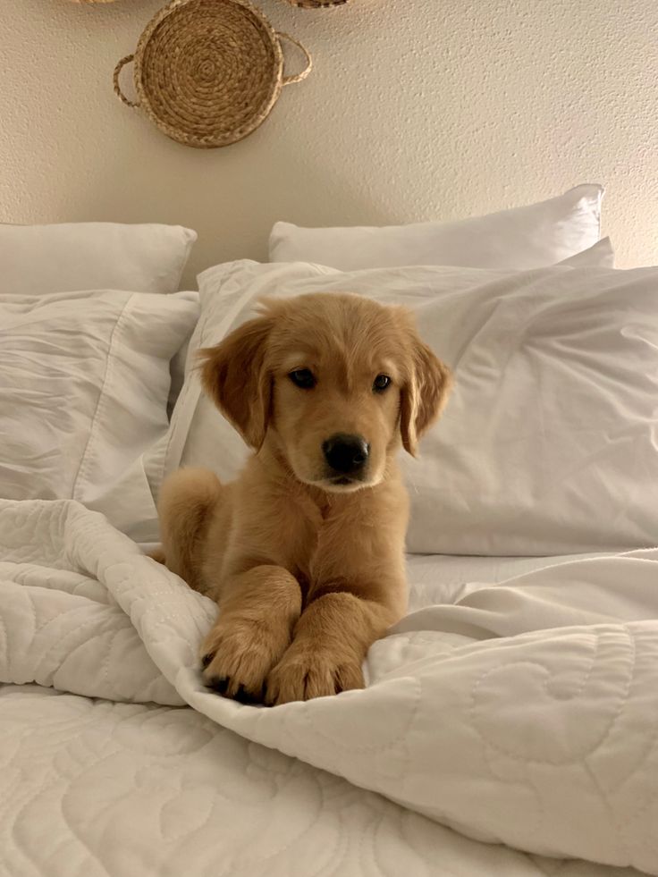 a puppy sitting on top of a white bed