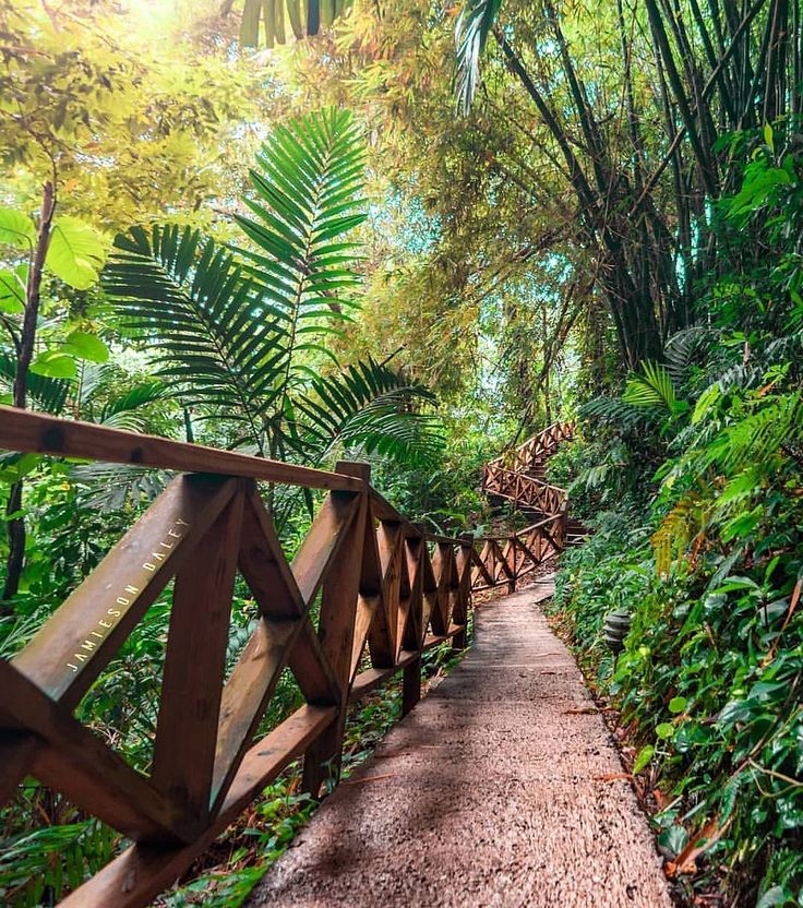 a wooden walkway surrounded by lush green trees and plants on both sides of the path