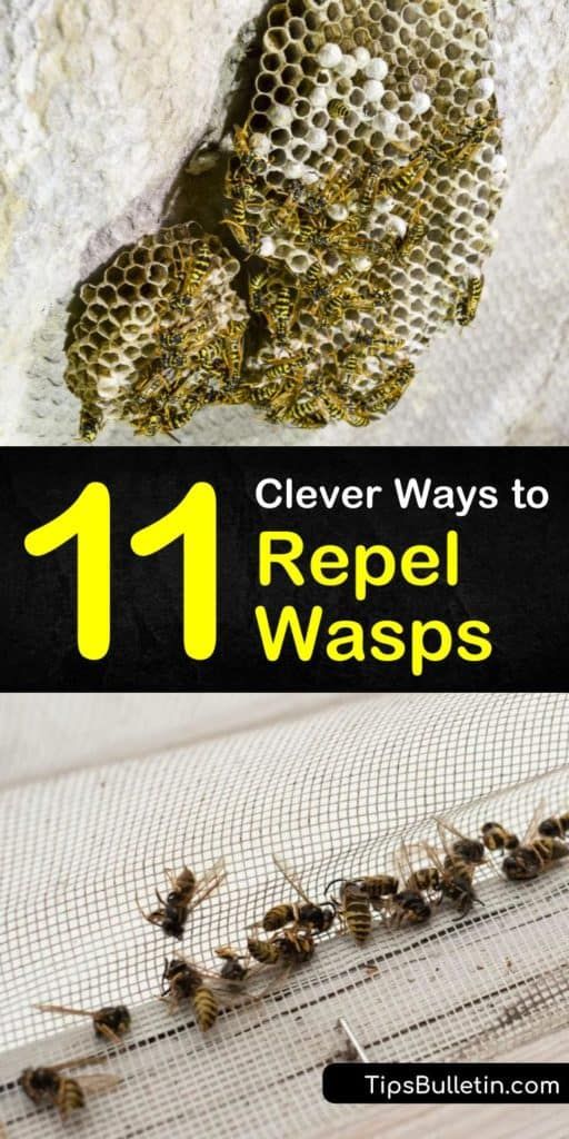 the top ten ways to repel waspss