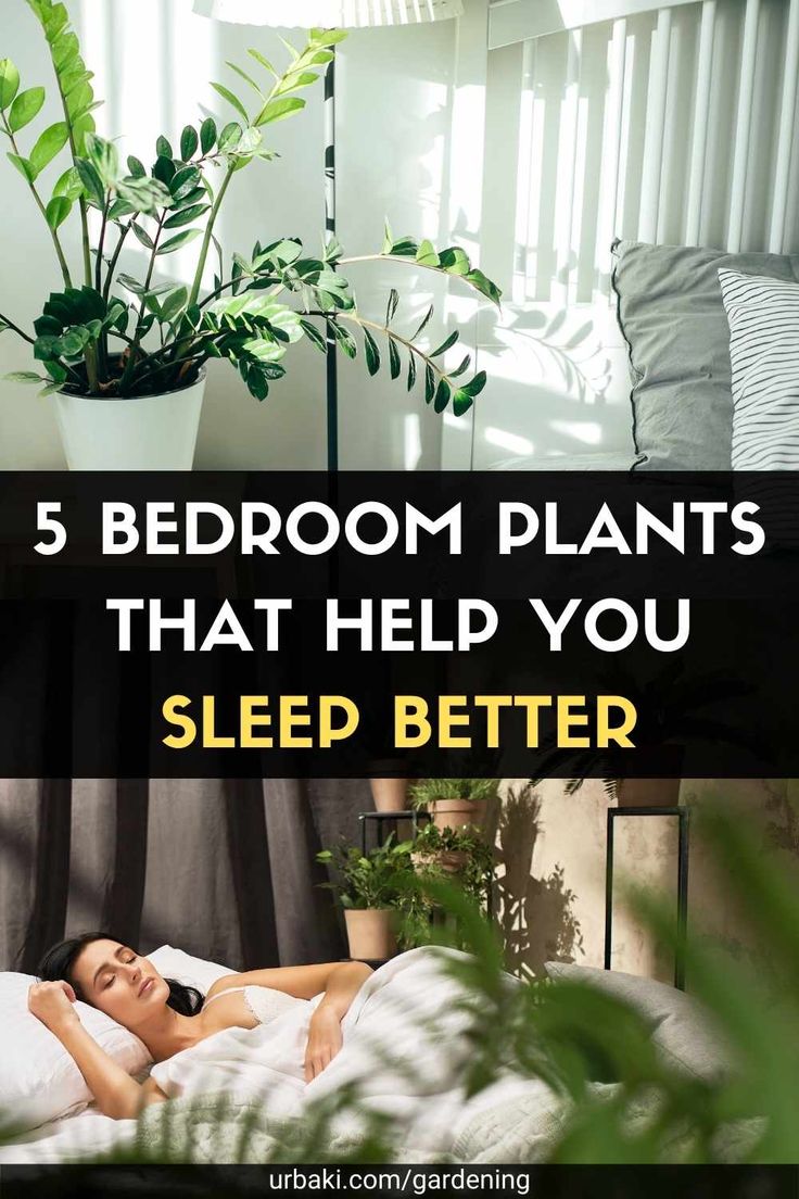 Oxygen Plant, Best Plants For Bedroom, Sleep Love, Plant Help, Sleeping Room, Bedroom Plants, Sleep Help, Trouble Sleeping, Plant Combinations