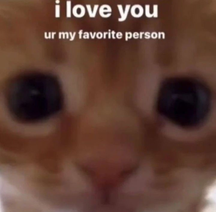 an orange and white cat with the caption i love you urn my favorite person