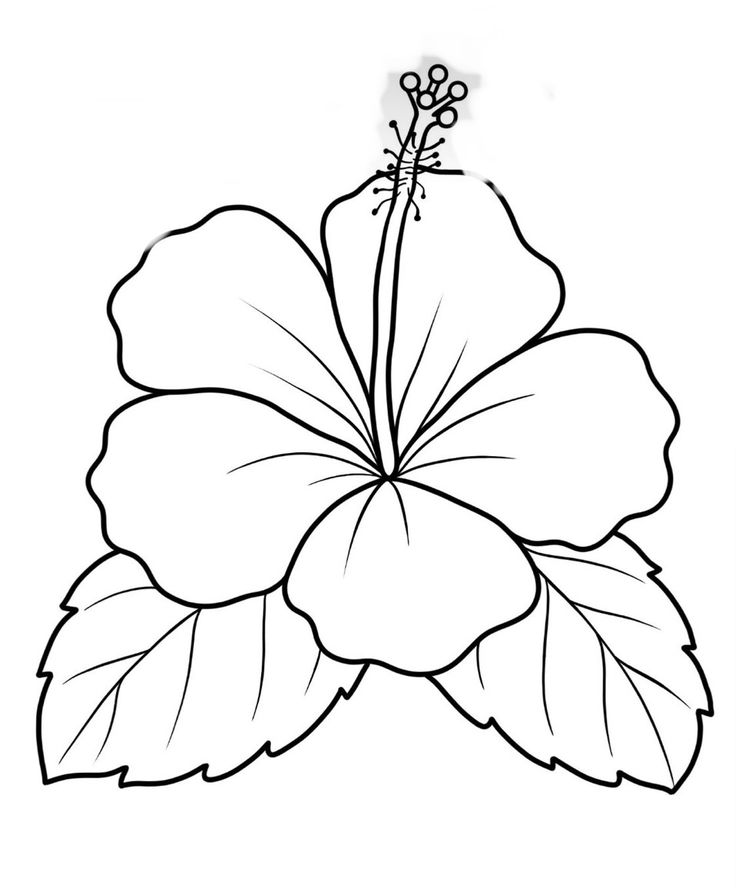 a flower that is outlined in the shape of a hibish with leaves on it