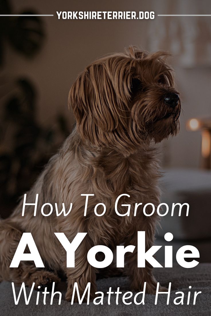 a brown dog sitting on top of a carpet next to a white wall with the words, how to groom a yorkie with matted hair