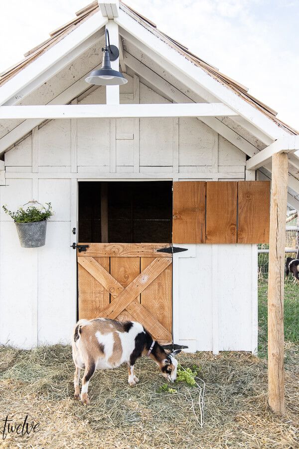 a brown and white goat eating grass in front of a barn