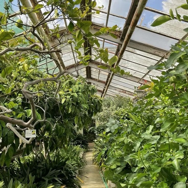 the inside of a greenhouse filled with lots of green plants and trees on either side of the walkway