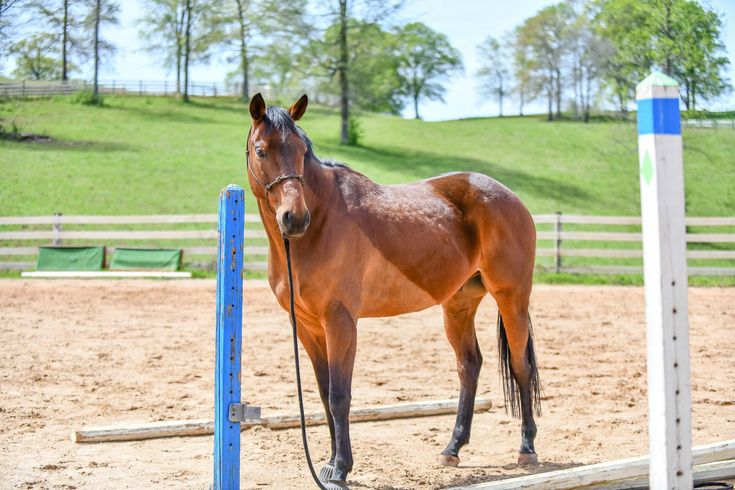 a brown horse standing on top of a dirt field next to a blue pole and fence