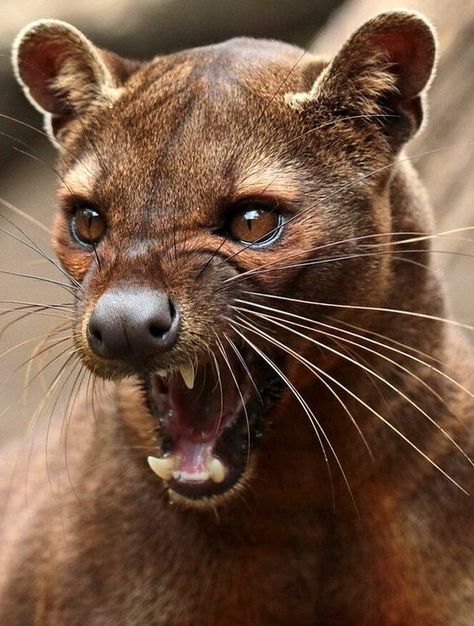 Popliteal Fossa, Fossa Animal, Madagascar Animals, Predator Animal, Aggressive Animals, Angry Animals, Tattoo Nature, Interesting Animals, Unusual Animals