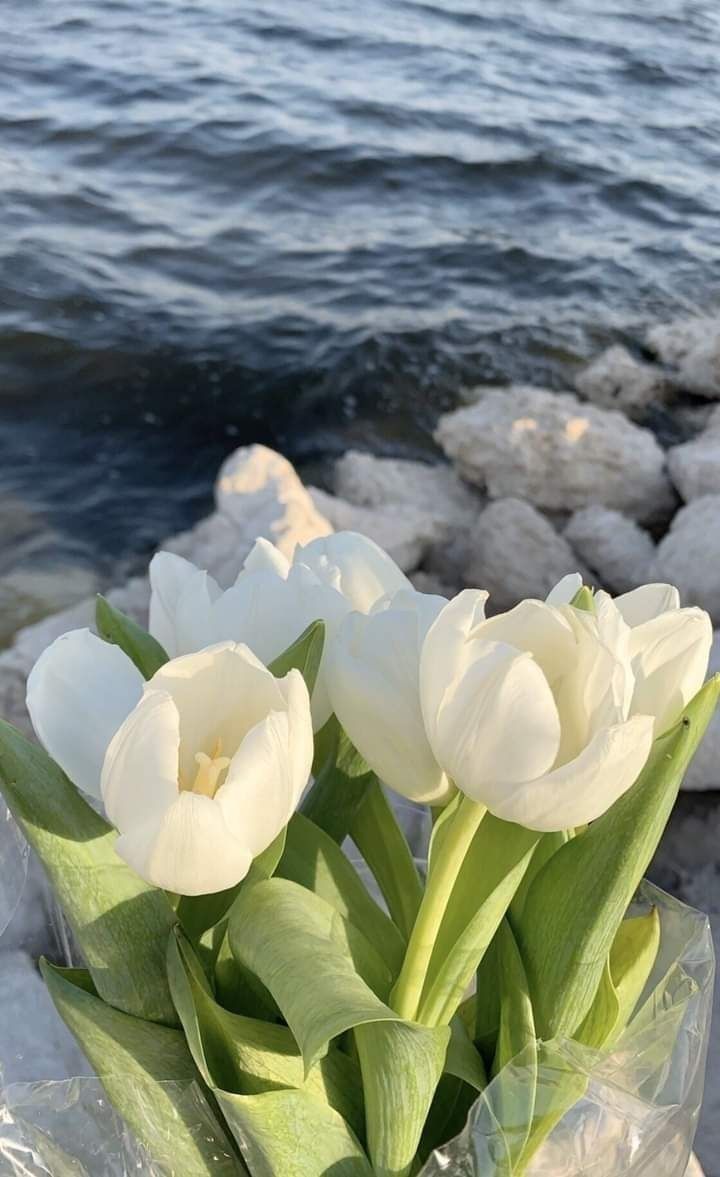 white tulips are sitting on the rocks by the water in front of some rocks