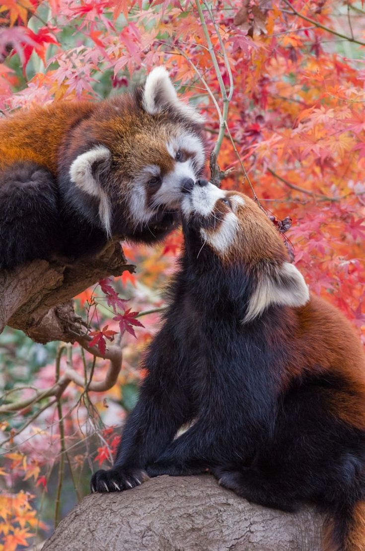 two red pandas sitting on top of a tree branch in front of colorful leaves