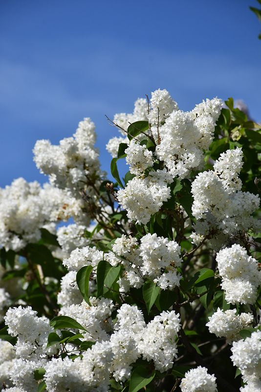 white flowers are blooming on the branches of a tree with blue sky in the background