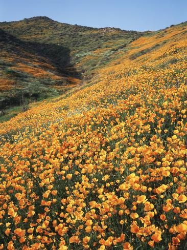 a field full of yellow flowers on the side of a hill with hills in the background