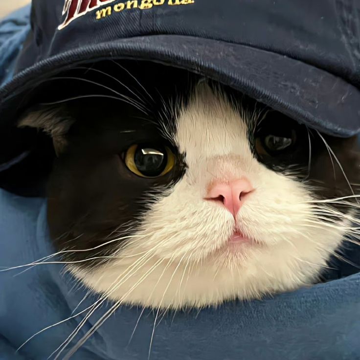 a black and white cat wearing a hat with the word atlanta on it's side