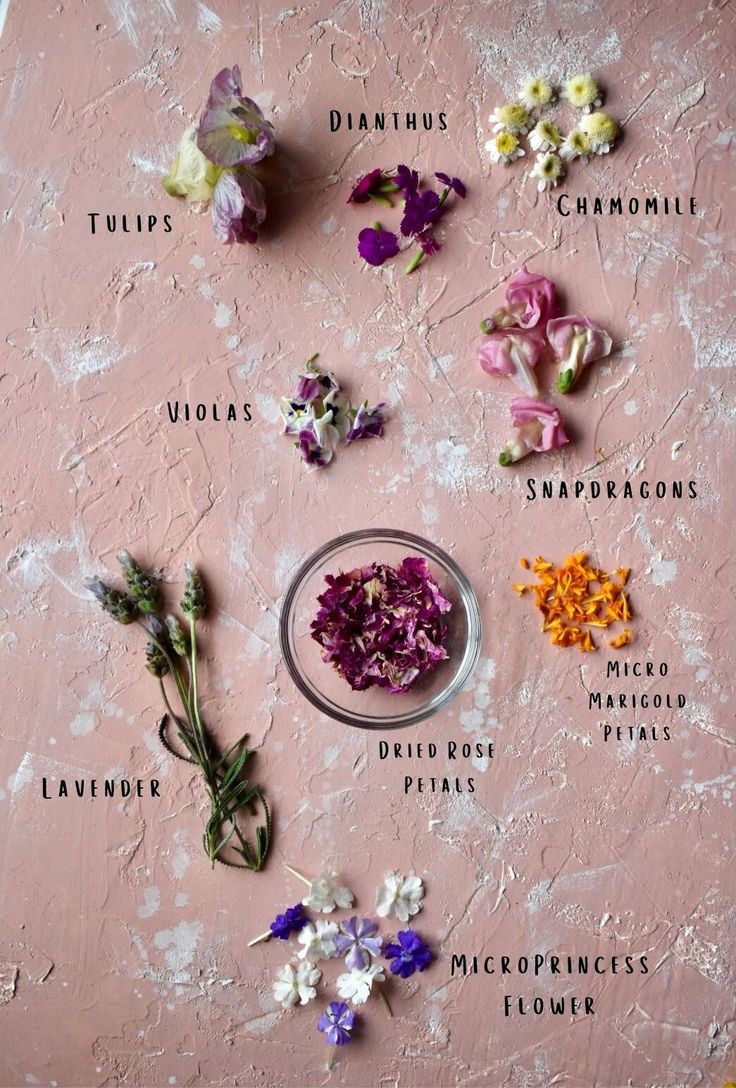 flowers are arranged on a pink surface and labeled with their names in different languages, including tulips, daffodils, snap peas, chamomile, dried