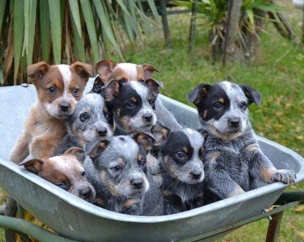 a group of puppies sitting in a wheelbarrow