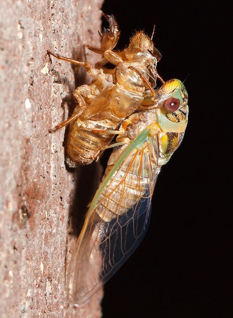 a close up of a cica on a wall with it's wings open