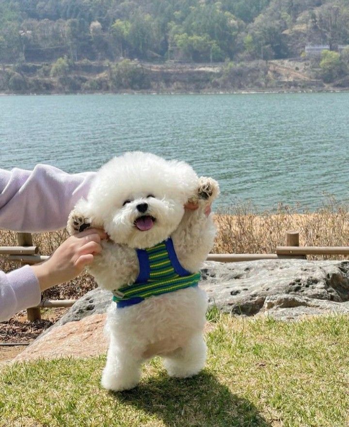 a small white dog standing on top of a lush green field next to a lake