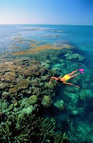 a woman swimming in the ocean with corals and other reef life around her on a sunny day