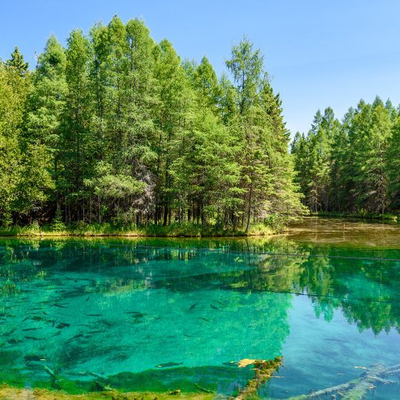 the blue water is surrounded by green trees