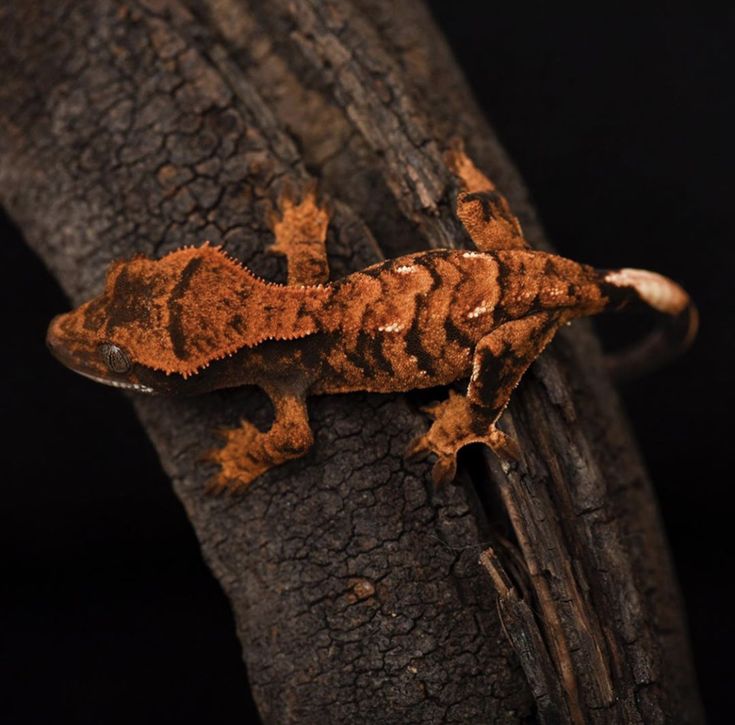 a small brown and black gecko sitting on top of a tree branch in the dark