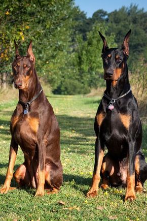 two doberman dogs are sitting in the grass