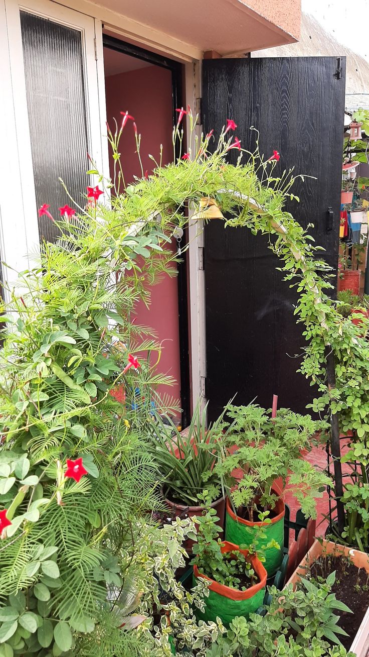 several potted plants in front of a black door with red flowers and green leaves