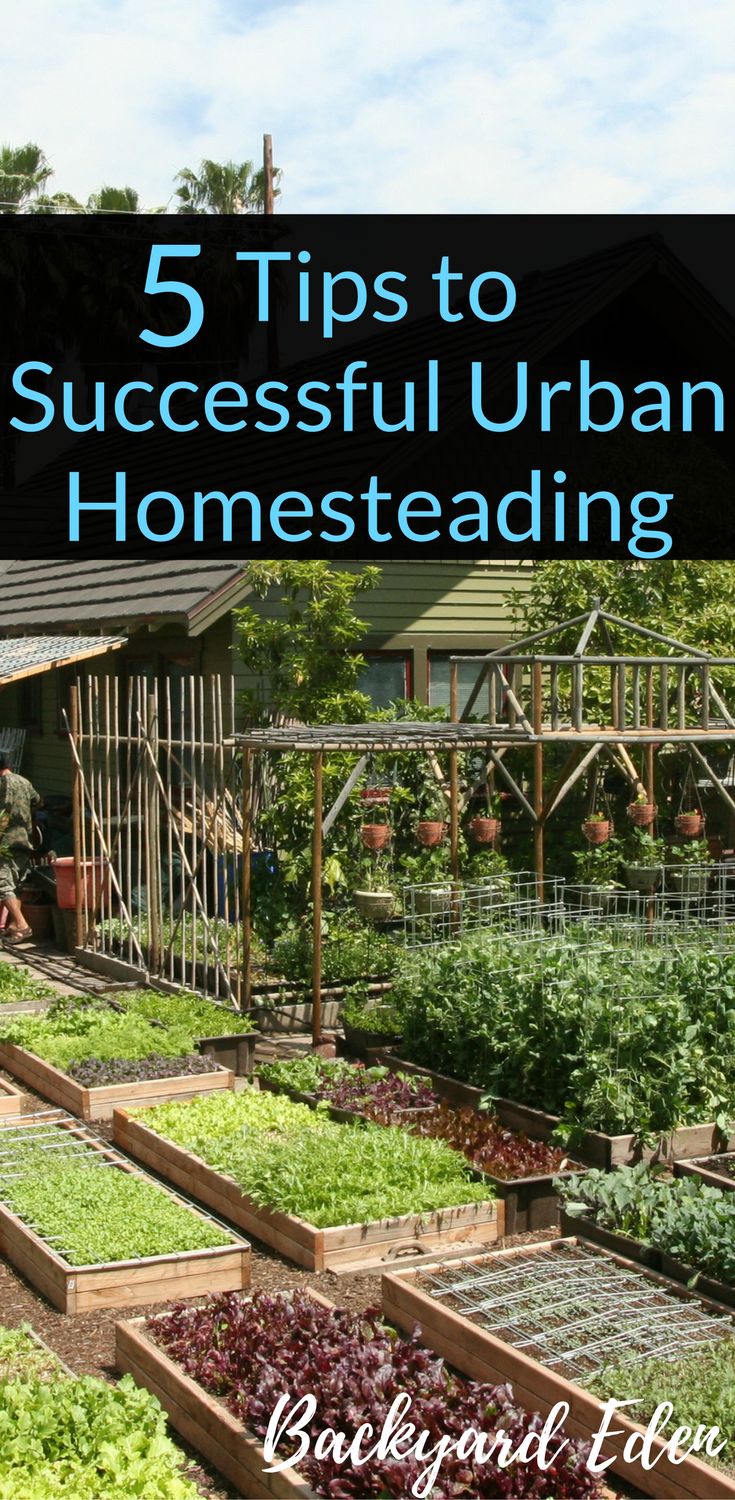 a garden filled with lettuce and other vegetables next to the words 5 tips to successful urban homesteading