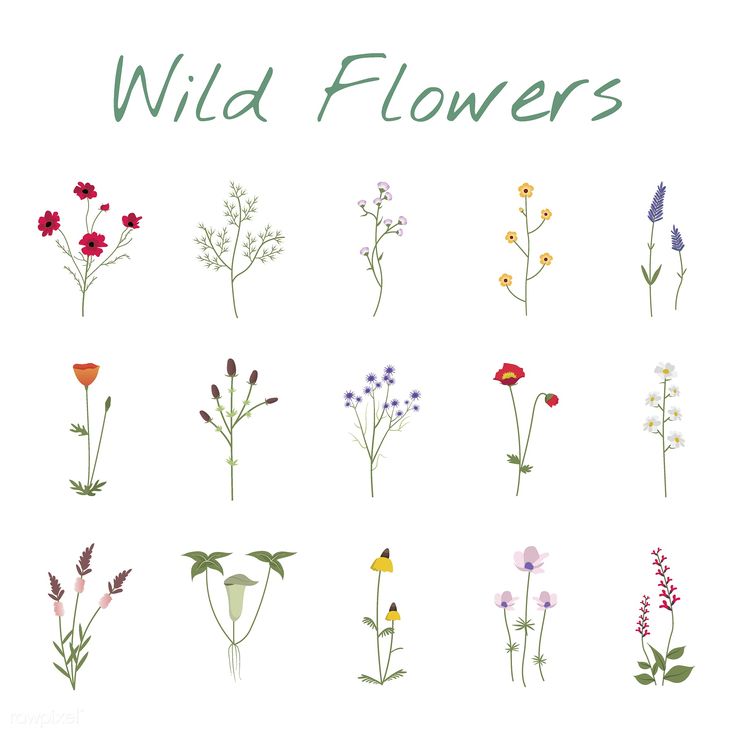 wildflowers are arranged in different colors and sizes, with the words'wild flowers'above them