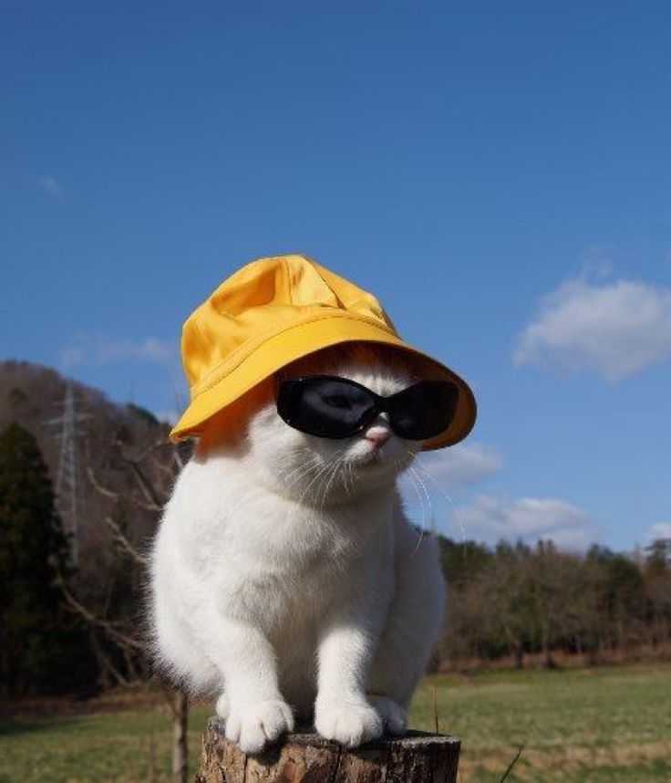 a white cat wearing a yellow hat and sunglasses sitting on top of a tree stump