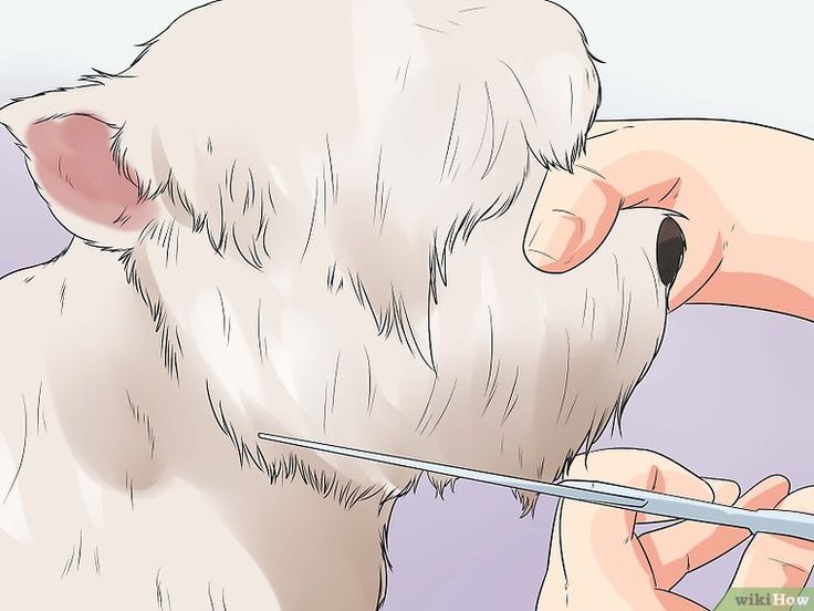 a dog getting his teeth brushed with a toothbrush step by step instructions on how to brush it