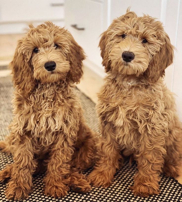 two brown dogs sitting next to each other on a rug