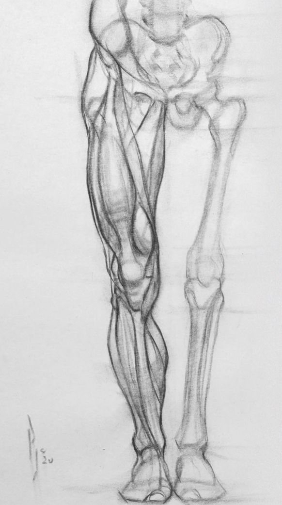 a pencil drawing of a human skeleton holding the leg of a person with one hand on their hip