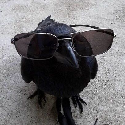 a black bird with sunglasses on it's head