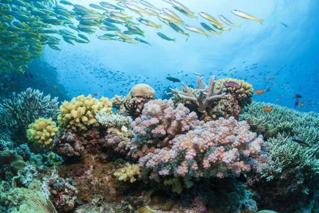 a large group of fish swimming over a colorful coral reef in the blue water,