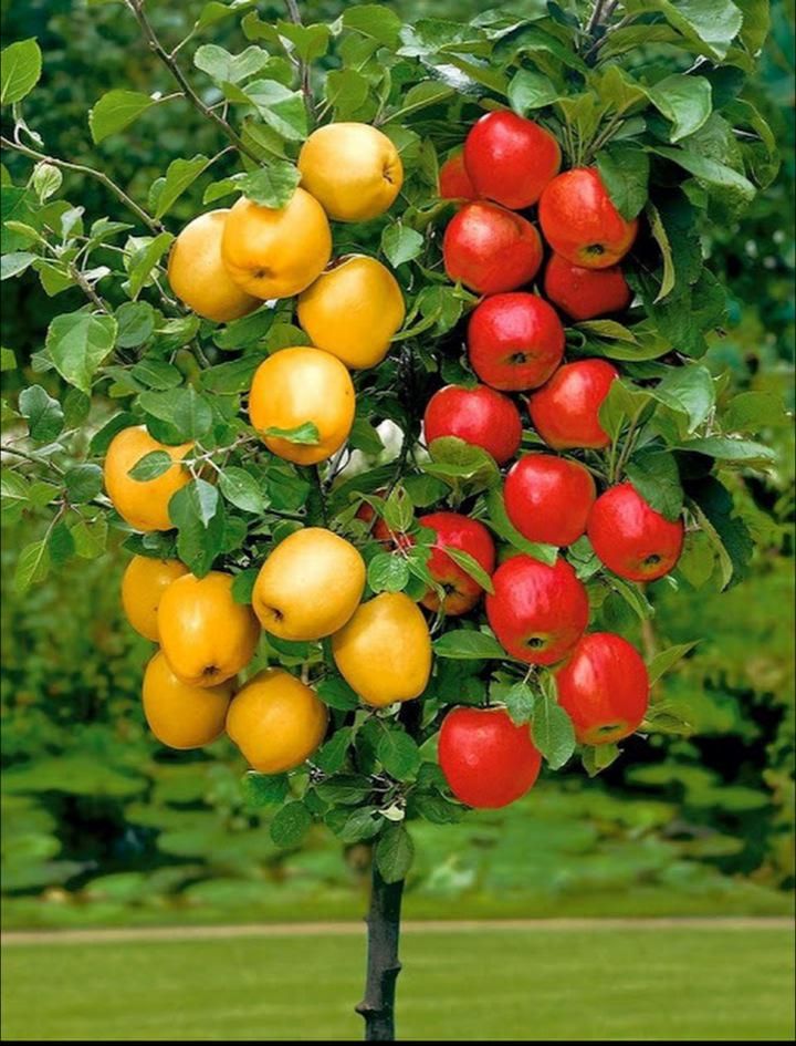 an apple tree with apples and oranges growing on it's branches in a garden