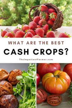 what are the best cash crops?