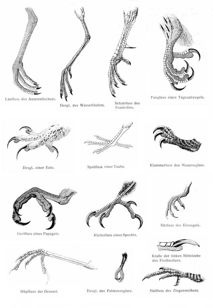 an image of different types of lizards