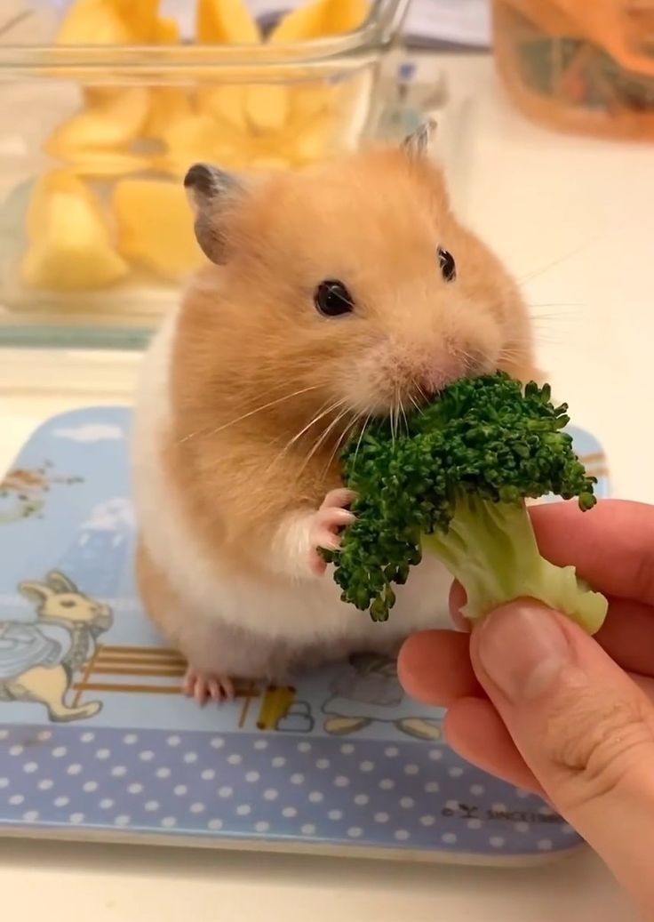 a hamster eating broccoli on top of a table