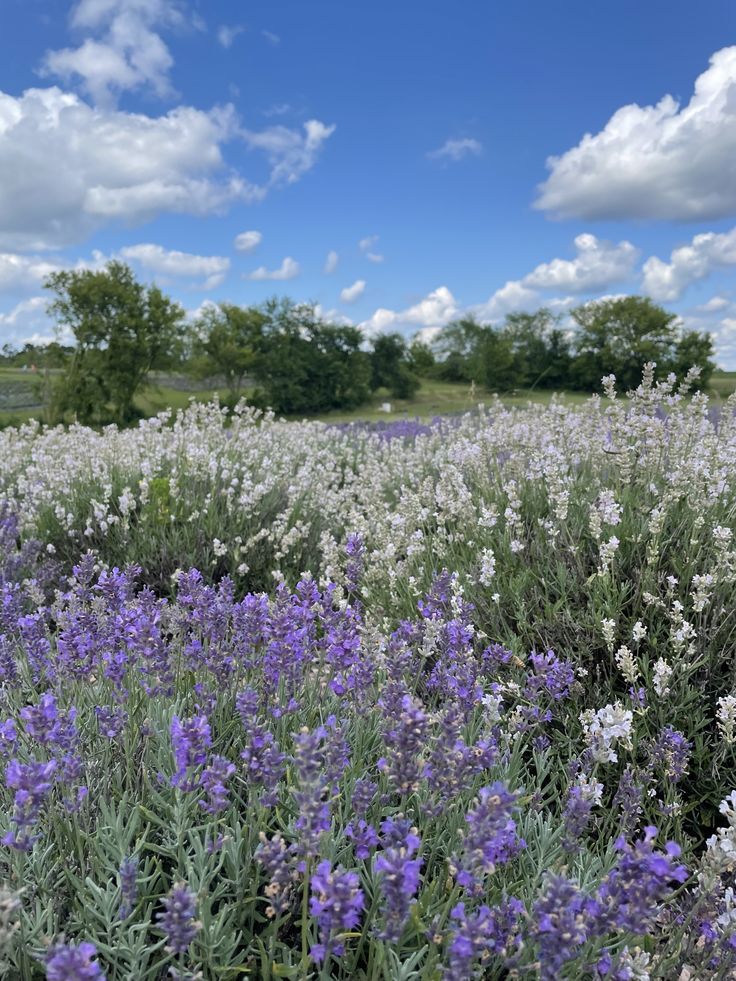 a field full of purple and white flowers under a cloudy blue sky