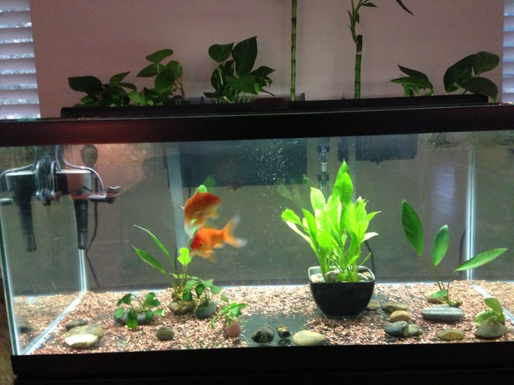 an aquarium with plants and rocks in it