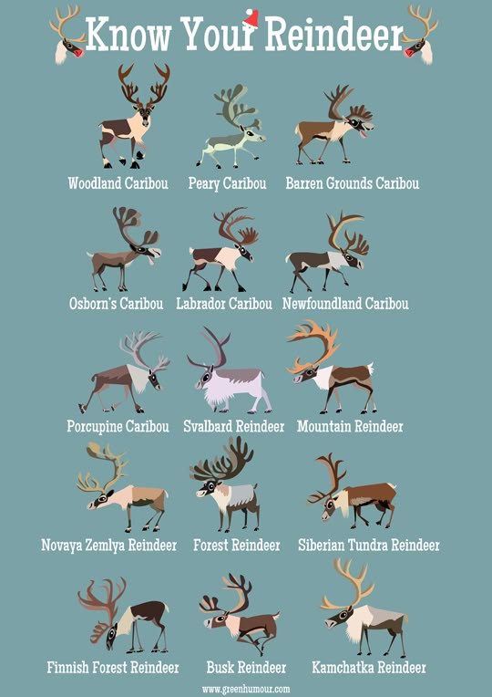 an image of deer and other animals with the words know your reindeer written below it