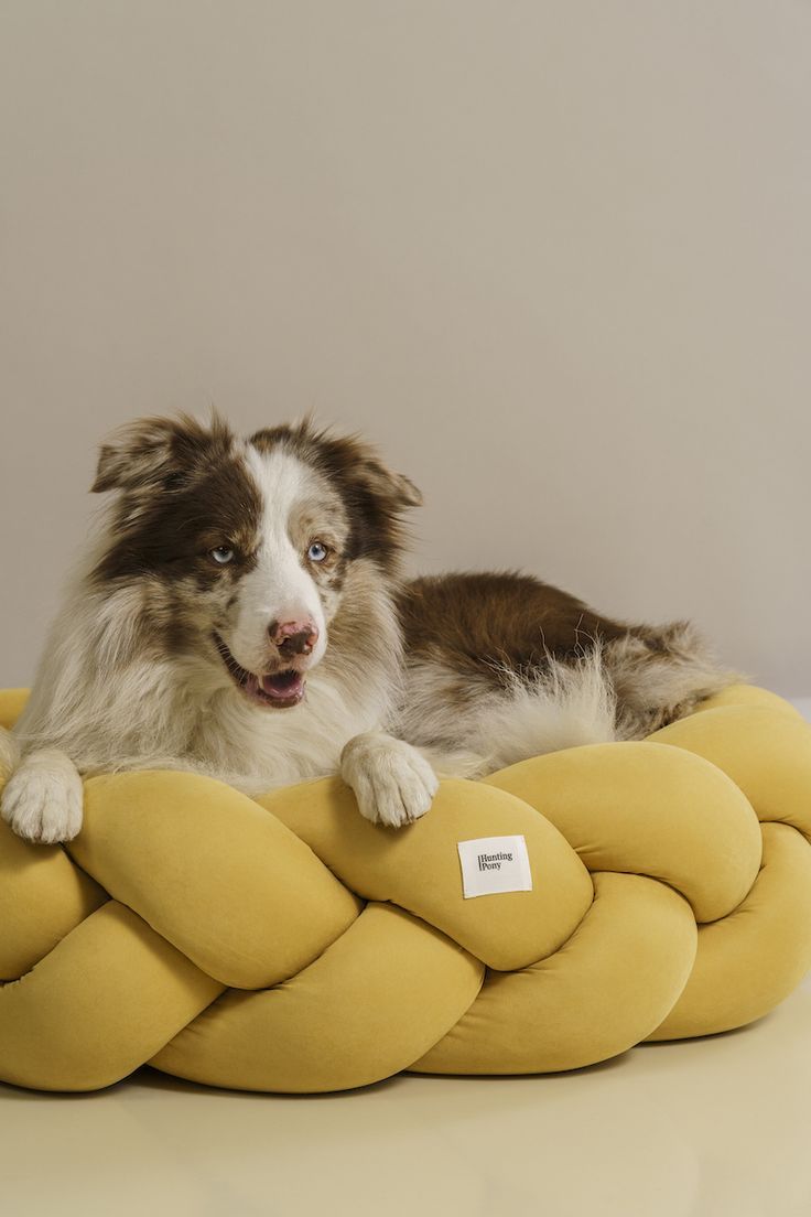 a dog laying on top of a yellow rope bed