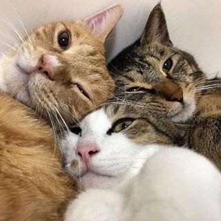 two cats laying next to each other on top of a white surface with their heads together