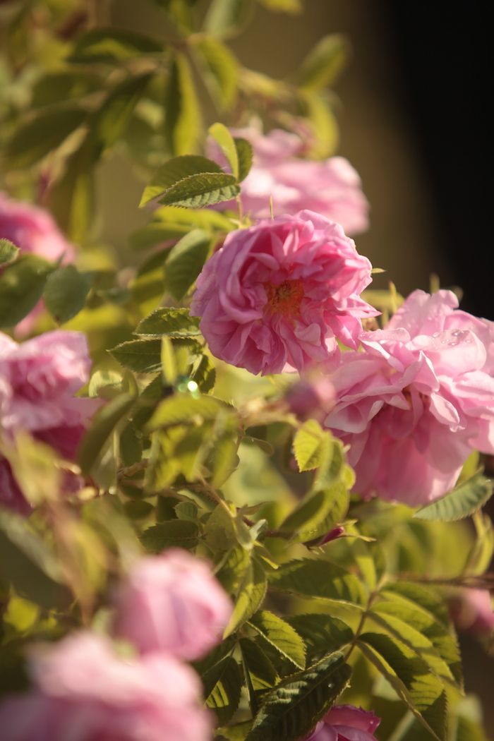 pink flowers are blooming in the sun