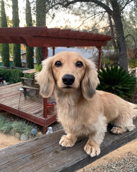 a brown dog sitting on top of a wooden bench