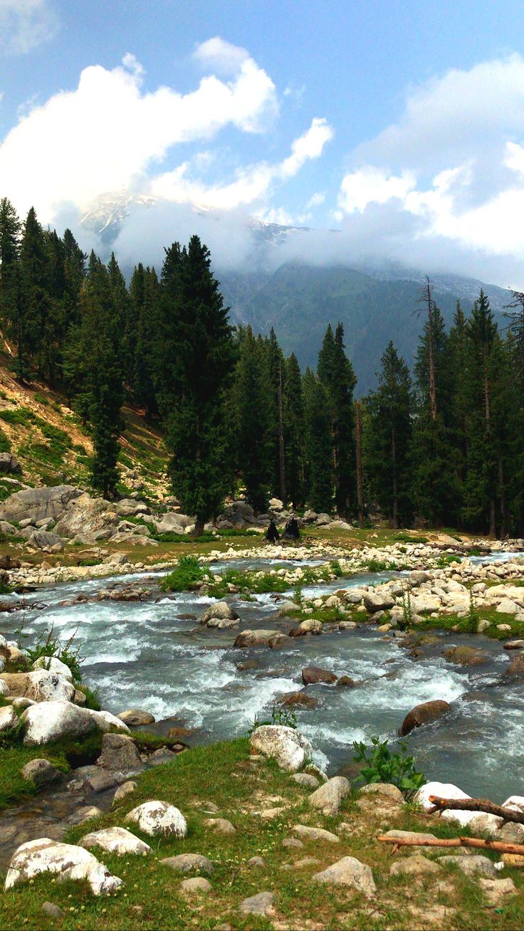 a river running through a lush green forest filled with rocks and grass next to tall pine trees