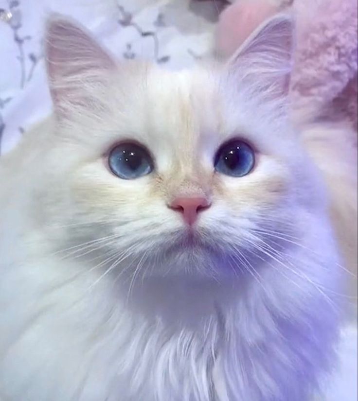 a white cat with blue eyes looking at the camera