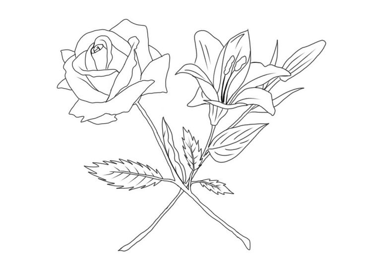 the outline of two roses on a white background