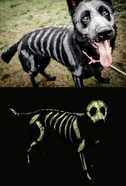 a dog that is in the grass with a skeleton on it's face and an image of a dog