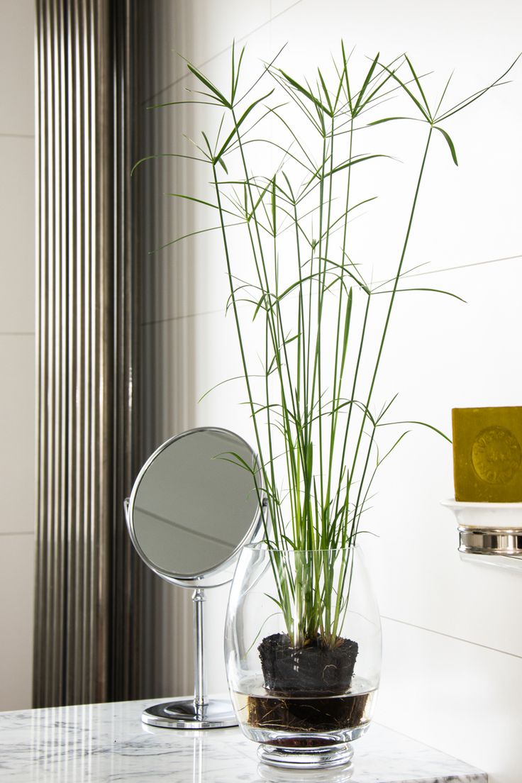 a potted plant sitting on top of a table next to a mirror