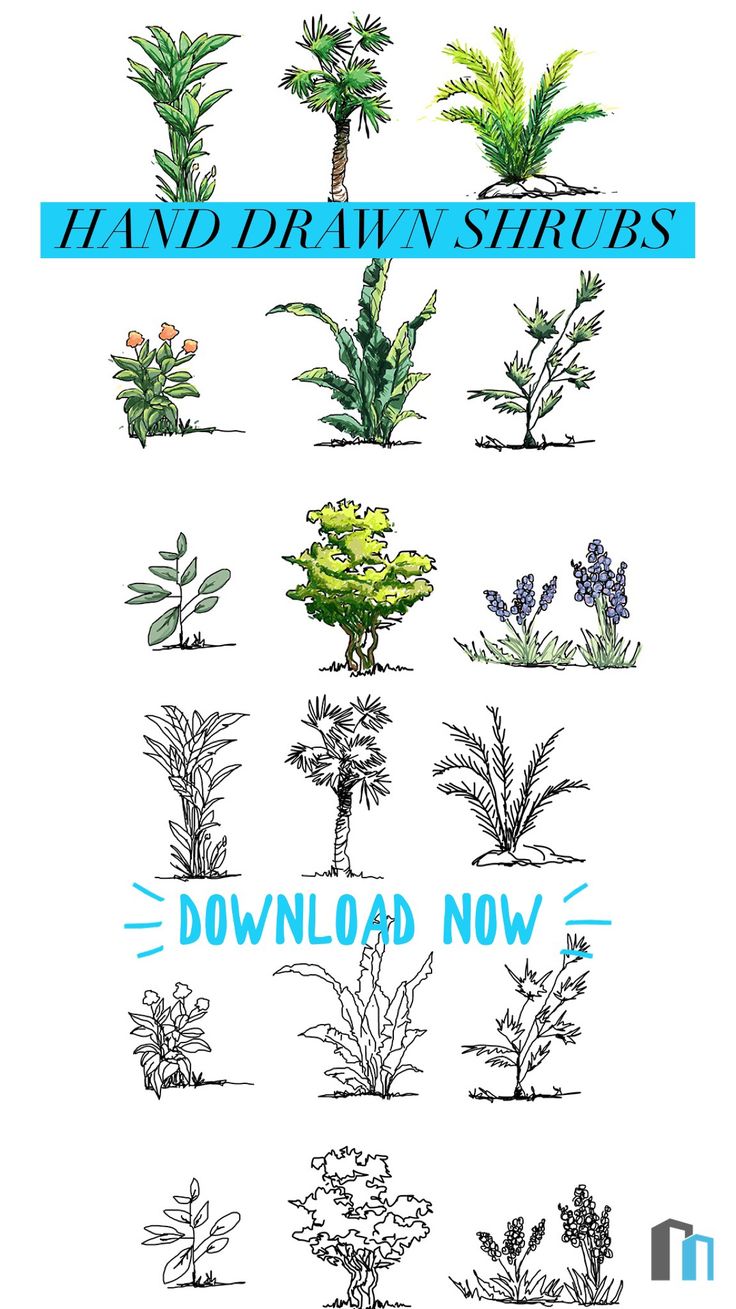 an image of various plants that are drawn in blue and green ink on white paper